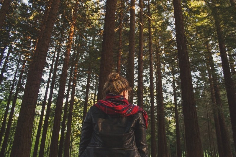 tree nature forest outdoor wilderness person 1076000